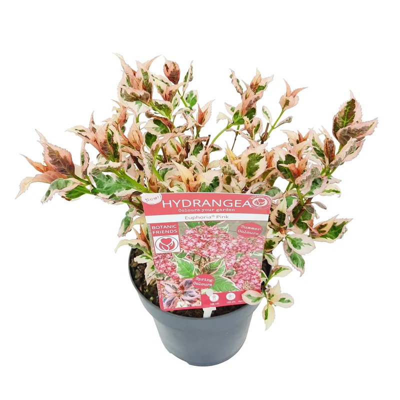 Hydrangea serr. 'Euphoria'® C1,5 (1,5 liters kruka)