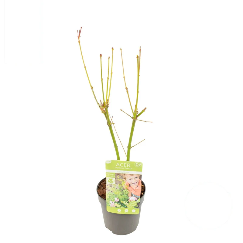 Acer palmatum 'Going Green' 10,5 cm kruka 20-25 cm