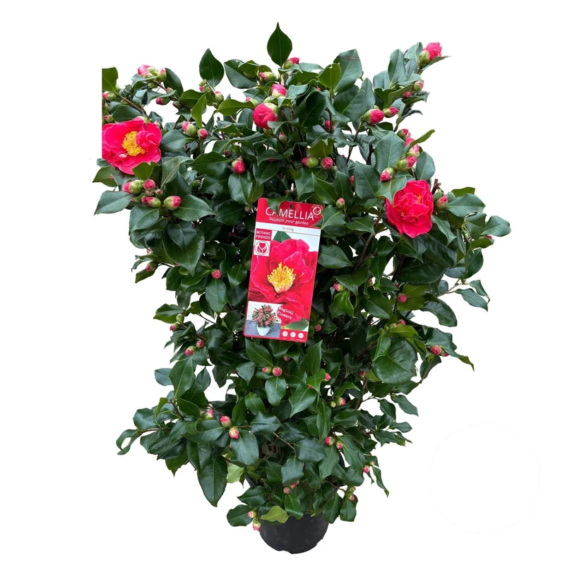 Camellia japonica 'Doctor King' C10 (10 liters kruka) 80-90 cm