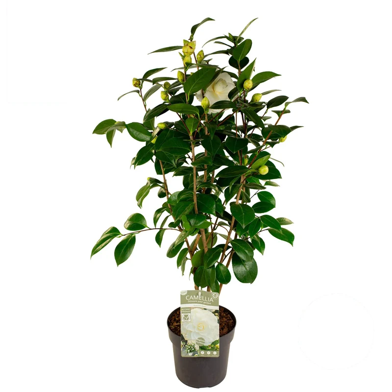 Camellia japonica 'Nuccio's Gem' C3 (3 liters kruka) 50-60 cm