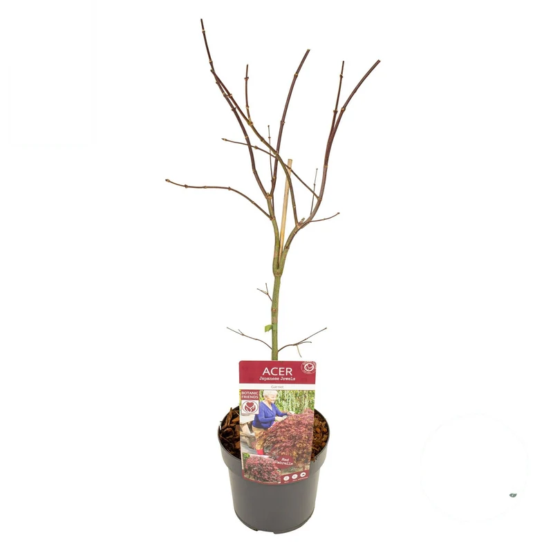 Japansk lönn Acer palmatum 'Garnet' C3 (3 liters kruka) 40-50 cm