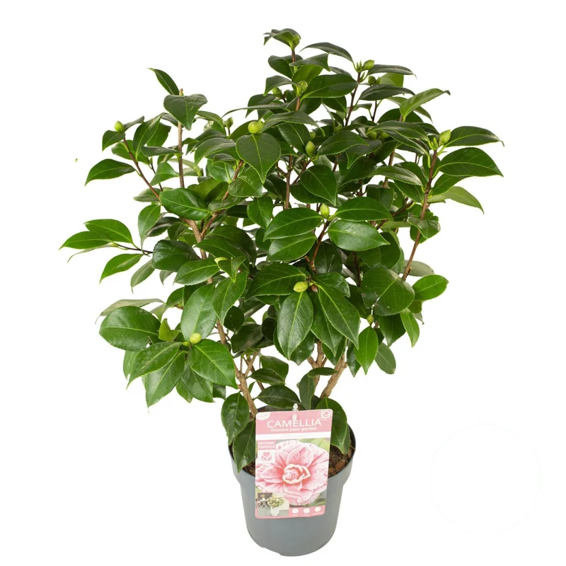 Camellia j. 'Bonomiana' 50-60 cm - C3 (3 liters kruka)