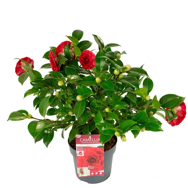 Camellia 'Black Lace' C3 (3 liters kruka) 60+ cm