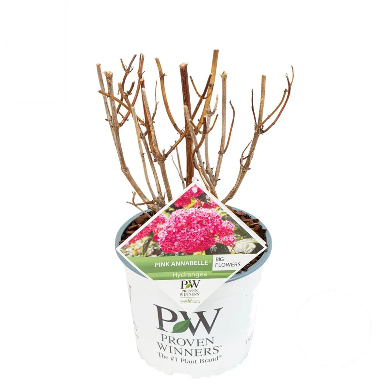 Hydrangea arb. 'Pink Annabelle' C3 (3 liters kruka) 30+ cm