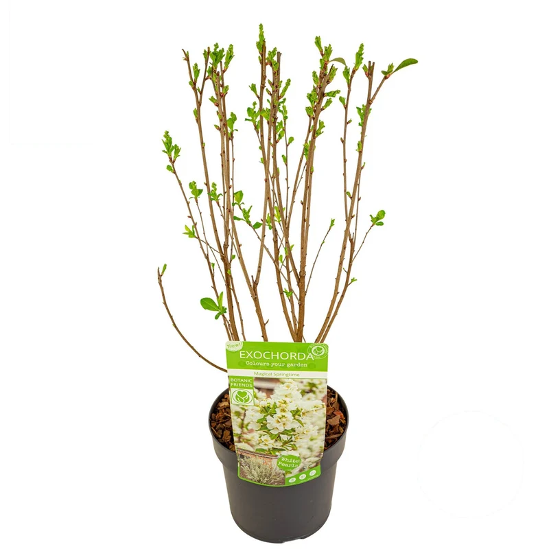 Exochorda rac. 'Magical Springtime' C3 (3 liters kruka) 40 cm
