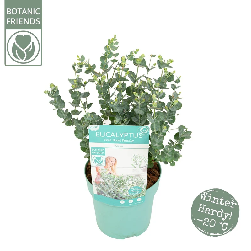 Eucalyptus gunnii 'Azura' C1,5 (1,5 liters kruka)