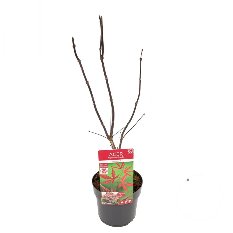 Acer palmatum 'Bloodgood' C3 (3 liters kruka) 40-50 cm