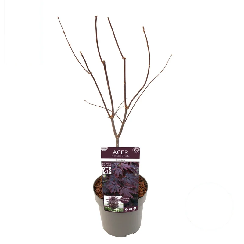 Acer palmatum 'Black Lace' C3 (3 liters kruka) / 19 cm kruka 40-50 cm