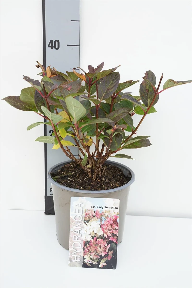 Hydrangea pan. 'Early Sensation' C3 (3 liters kruka) 30-40 cm