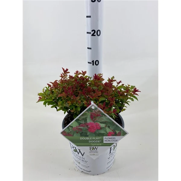 Spiraea japonica 'Double Play'® Doozie 25-30 cm - C3 (3 liters kruka)