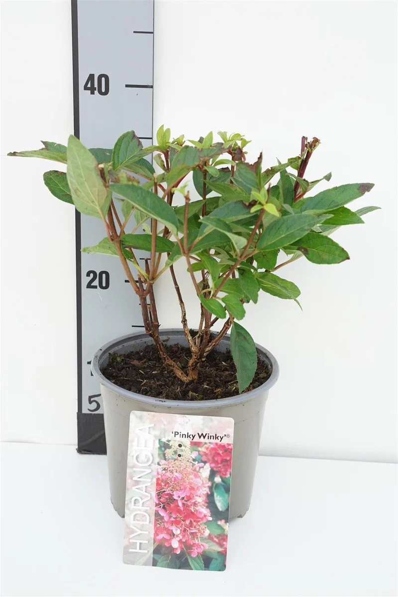 Vipphortensia Hydrangea pan. 'Pinky Winky' C3 (3 liters kruka) 30-40 cm