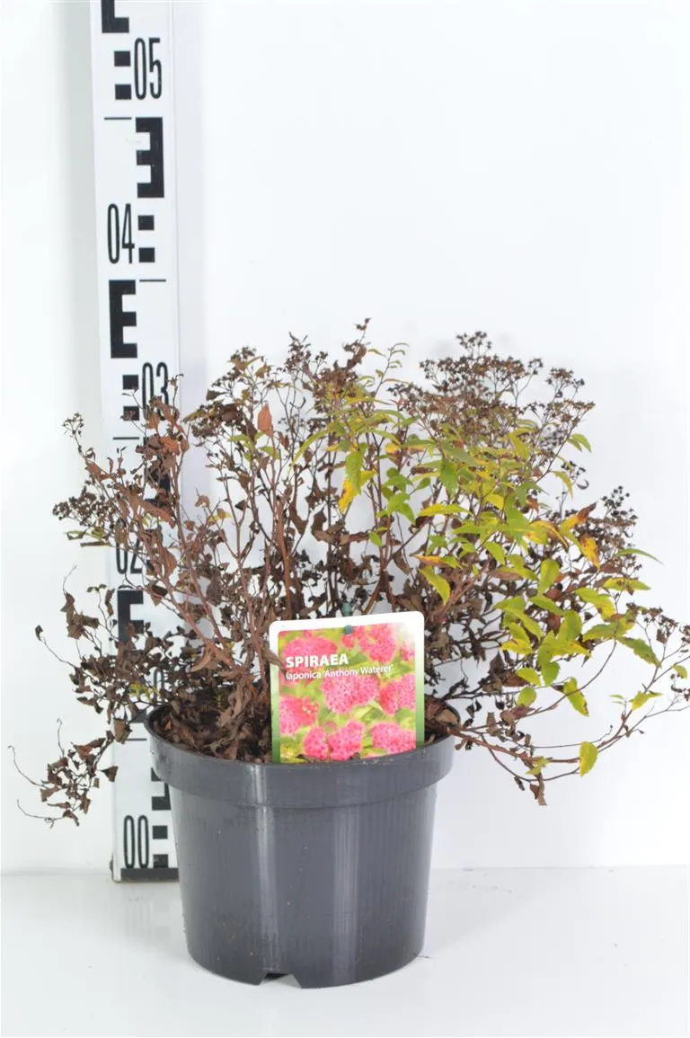 Spiraea japonica 'Anthony Waterer' C3 (3 liters kruka) 25-30 cm