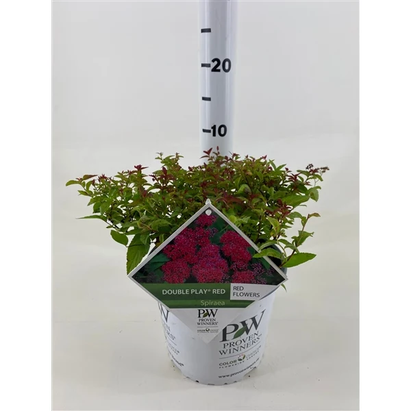 Spiraea jap. 'Double Play'® Red C3 (3 liters kruka) 25-30 cm