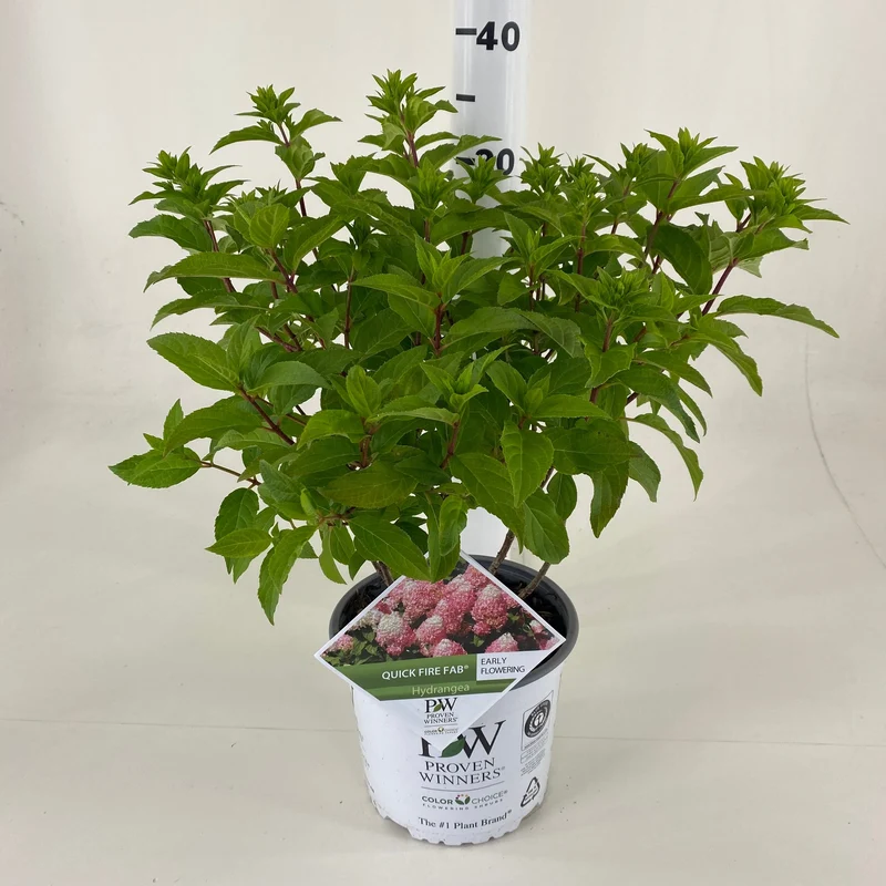 Hydrangea pan. 'Quick Fire Fab'® C3 (3 liters kruka) 30-40 cm