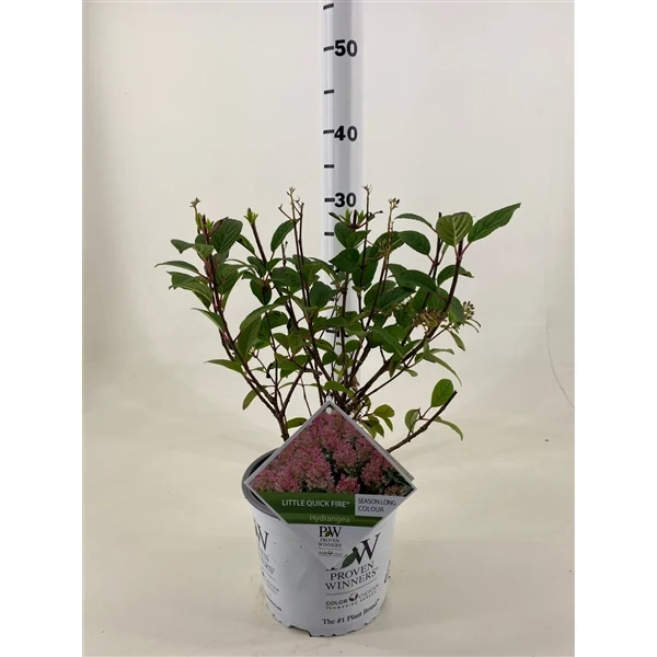 Hydrangea pan. 'Little Quick Fire' C3 (3 liters kruka) 30-40 cm
