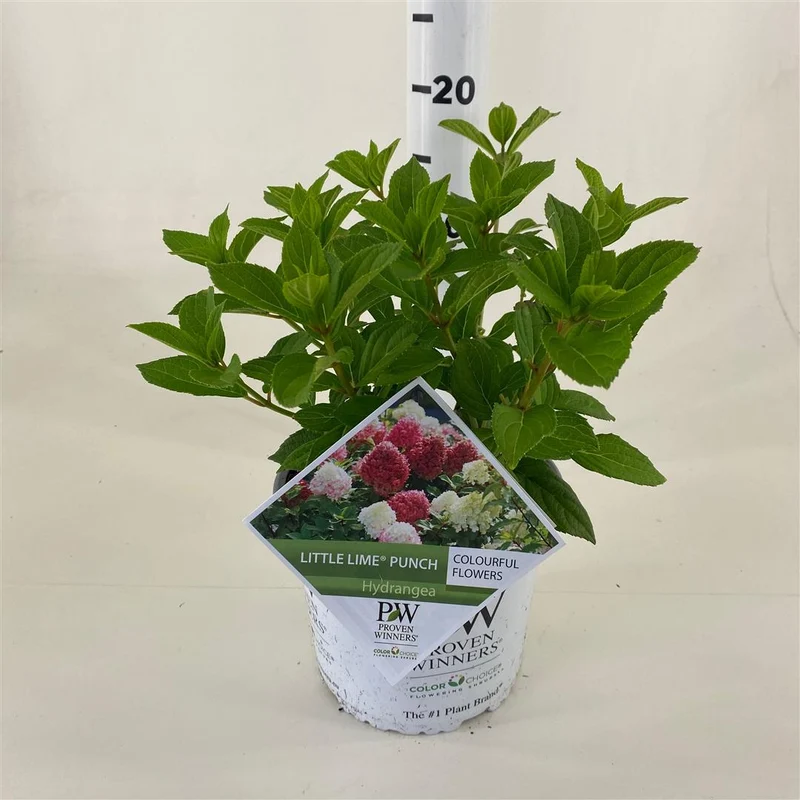Hydrangea pan. 'Little Lime Punch'® C3 (3 liters kruka) 30-40 cm