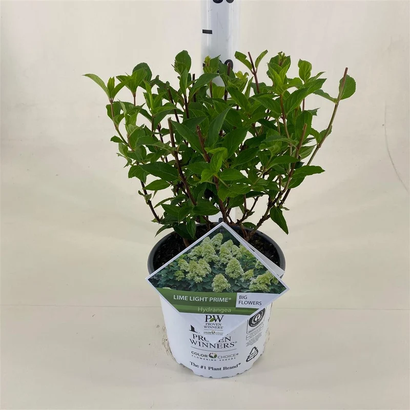 Hydrangea pan. 'Limelight Prime'® C3 (3 liters kruka) 30-40 cm