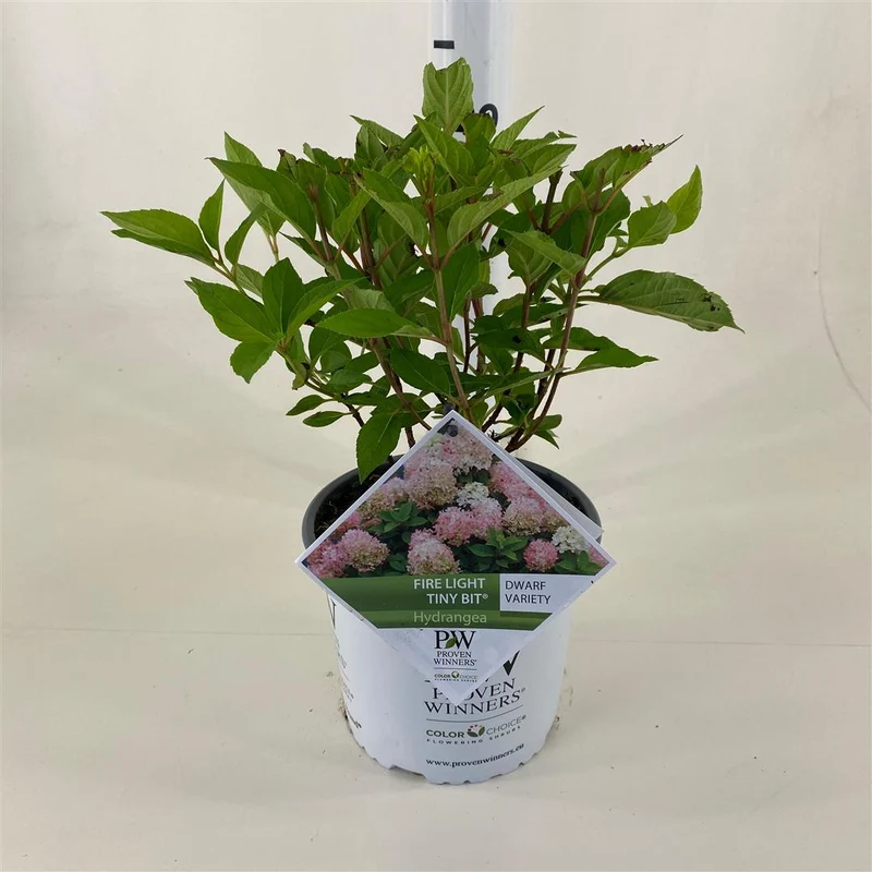 Hydrangea pan. 'Firelight Tiny Bit'® C3 (3 liters kruka) 30-40 cm