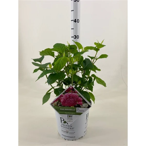 Hydrangea arb. 'Pink Annabelle' C3 (3 liters kruka) 30-40 cm