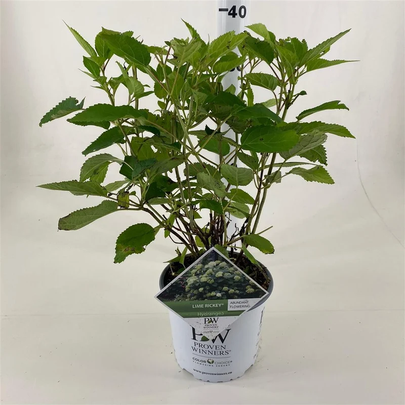 Hydrangea arb. 'Lime Ricky' C3 (3 liters kruka) 30-40 cm