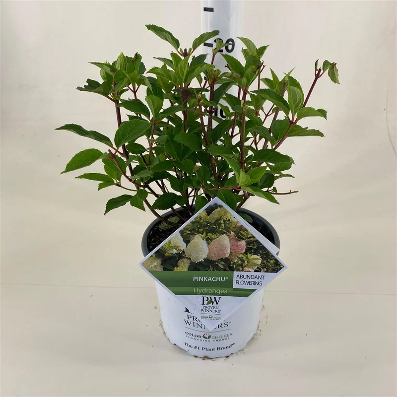 Hydrangea pan. 'Pinkachu'® C3 (3 liters kruka) 30-40 cm