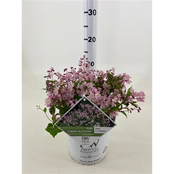 Deutzia Yuki 'Cherry Blossom' C3 (3 liters kruka) 25-30 cm