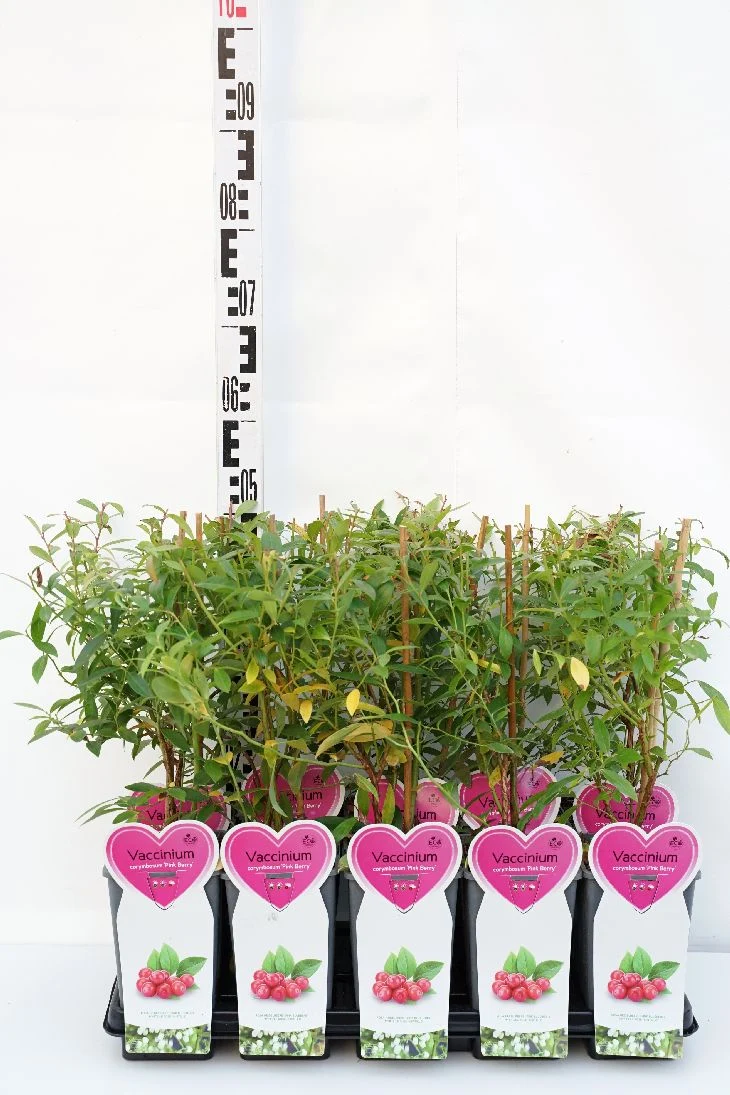 Vaccinium cor. 'Pink Berry' C2 (2 liters kruka) buske