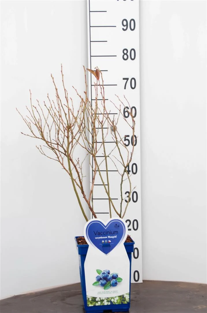 Vaccinium cor. 'Bluegold' (tidig) C5 (5 liters kruka) Buske