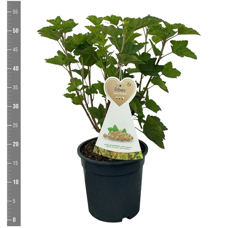 Ribes rubrum 'Werdavia' C3 (3 liters kruka) Buske