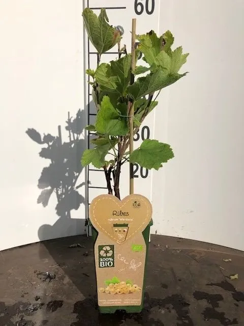 Ribes rub. 'Werdavia' C2 (2 liters kruka)