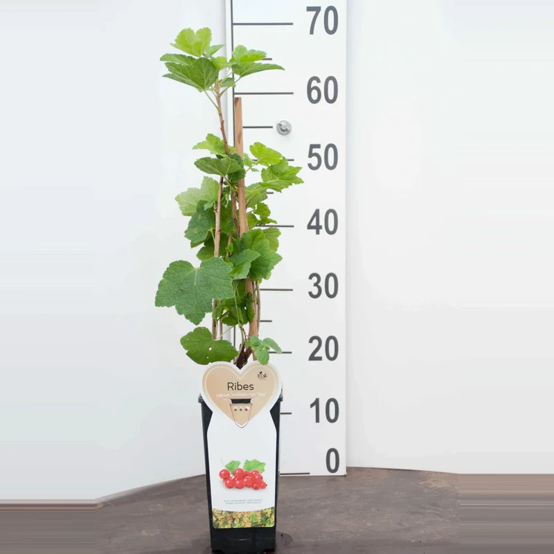 Ribes rubrum 'Junifer' C2 (2 liters kruka) - Ekologisk