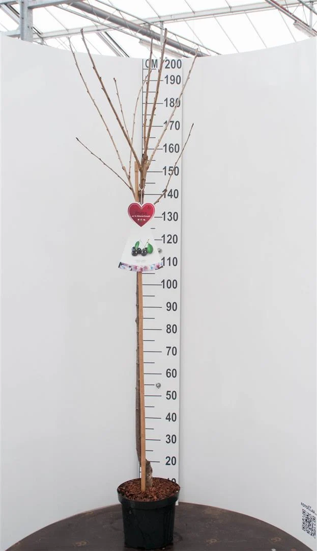 Prunus a. 'Regina' 120 cm stam C7,5 (7,5 liters kruka)