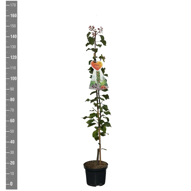 Prunus a. 'Somo' C5 (5 liters kruka) / 23 cm kruka pelarform