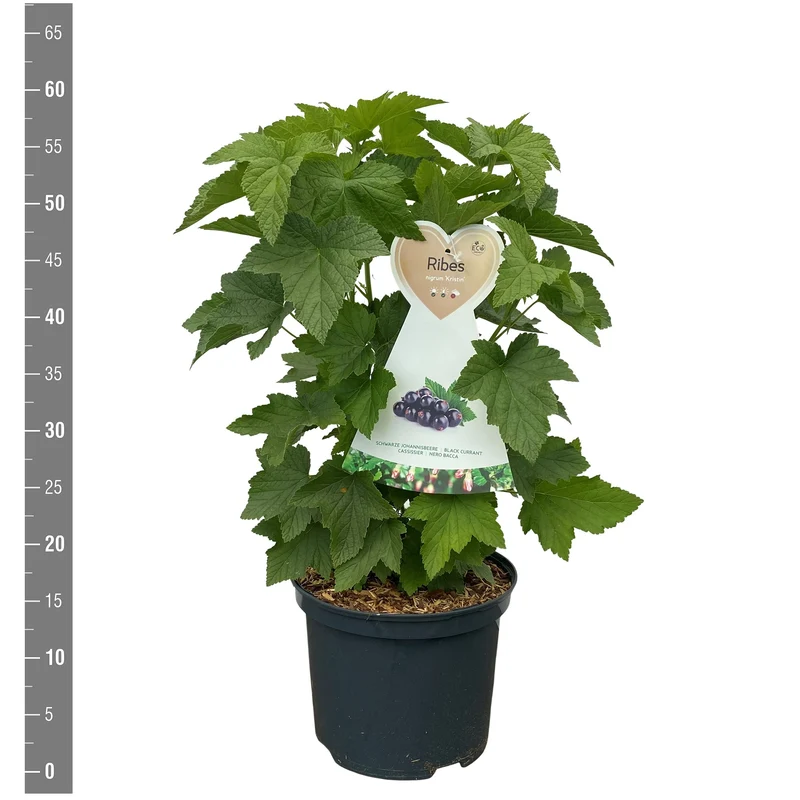 Ribes nigr. 'Kristin' C5 (5 liters kruka / 23 cm kruka) Buske
