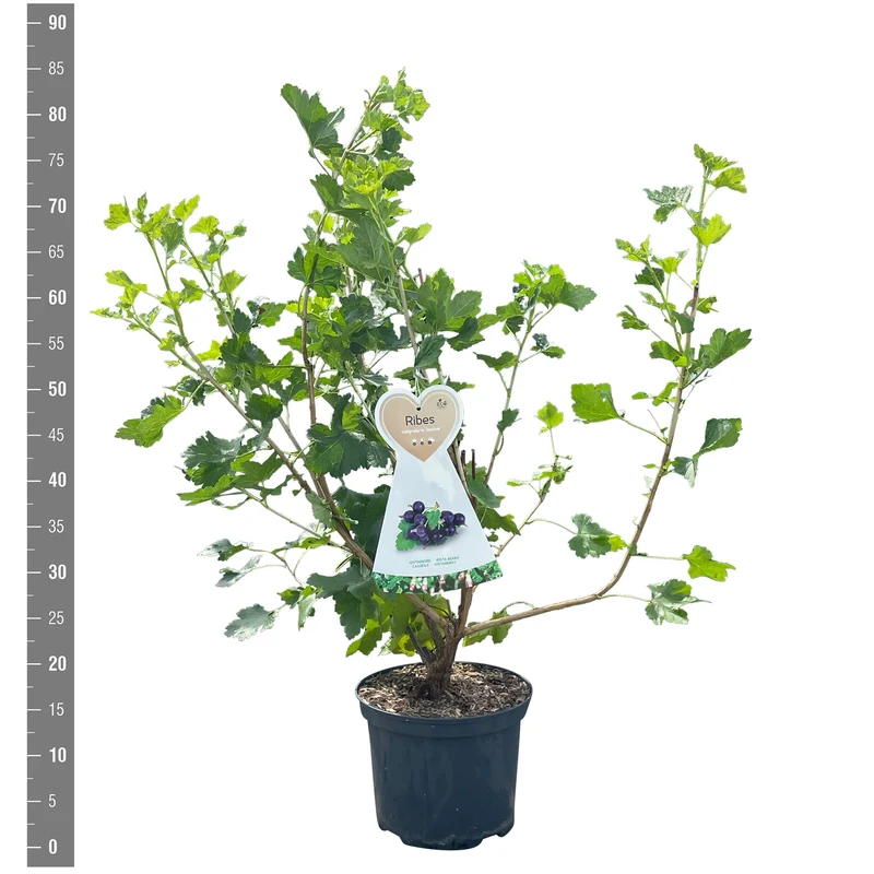 Ribes nigr. 'Jostine' C5 (5 liters kruka) Buske