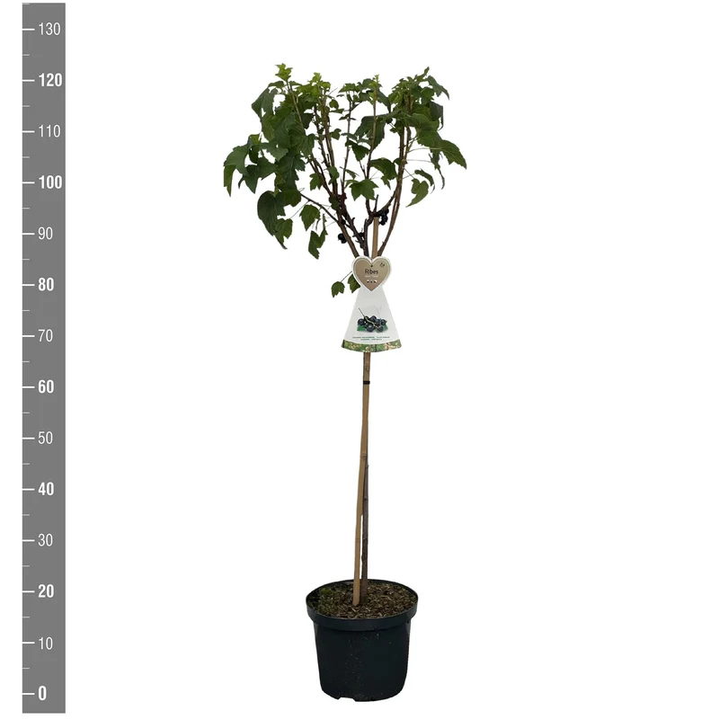 Ribes nigr. 'Titania' 60 cm stam C5 (5 liters kruka)