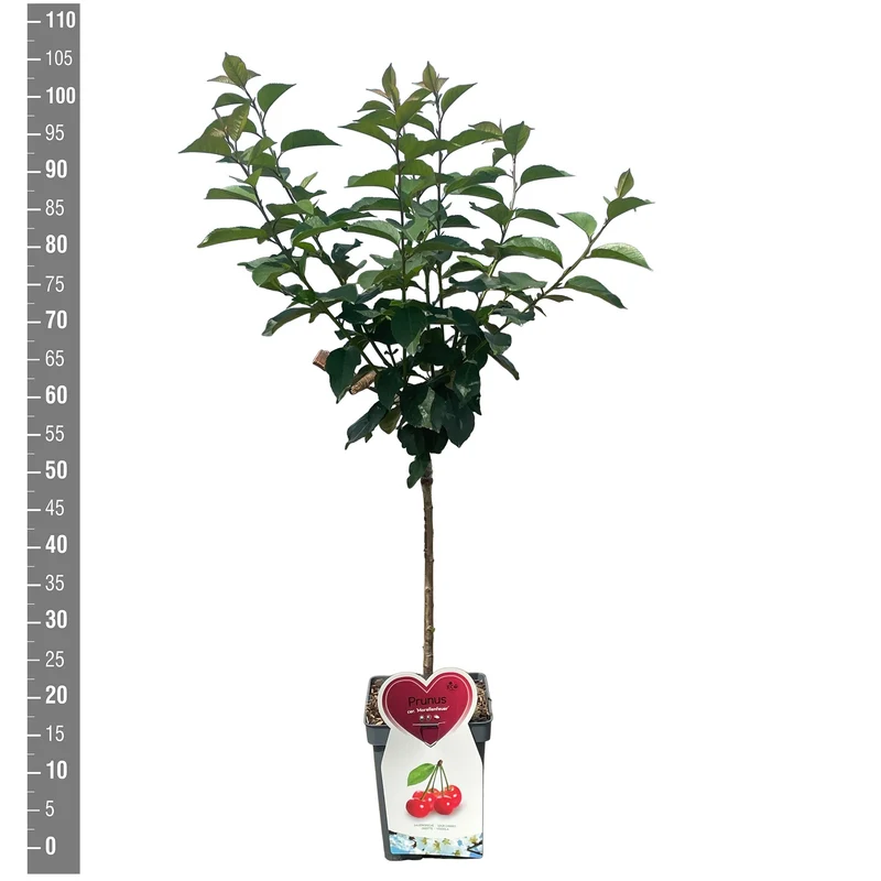 Prunus a. 'Morellenfeuer' C5 (5 liters kruka) Buske