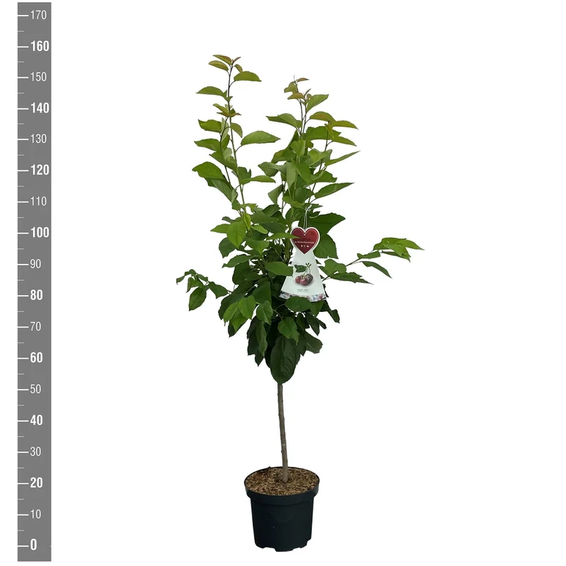Prunus a. 'Buttn. Rote Knorpelkir.' C7,5 (7,5 liters kruka) Buske