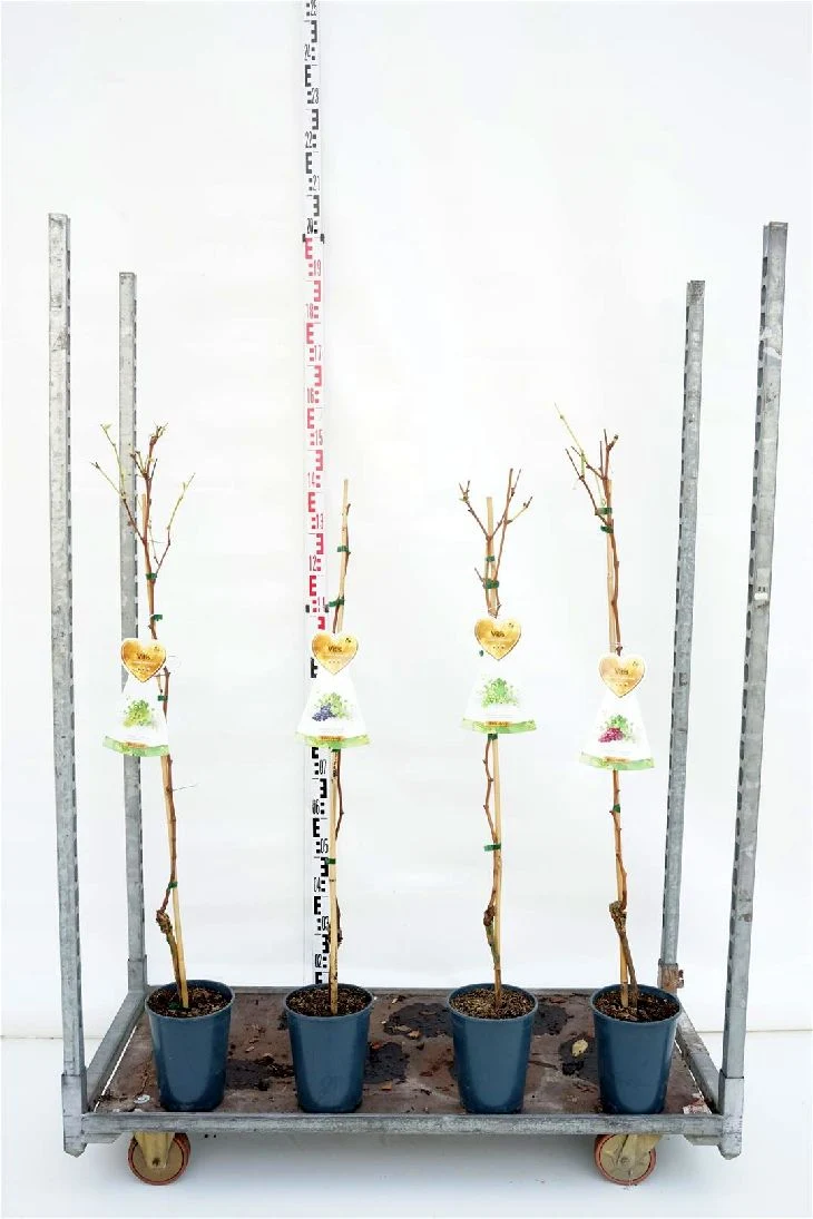 Vitis i olika sorter C4 (4 liters kruka) 120 cm
