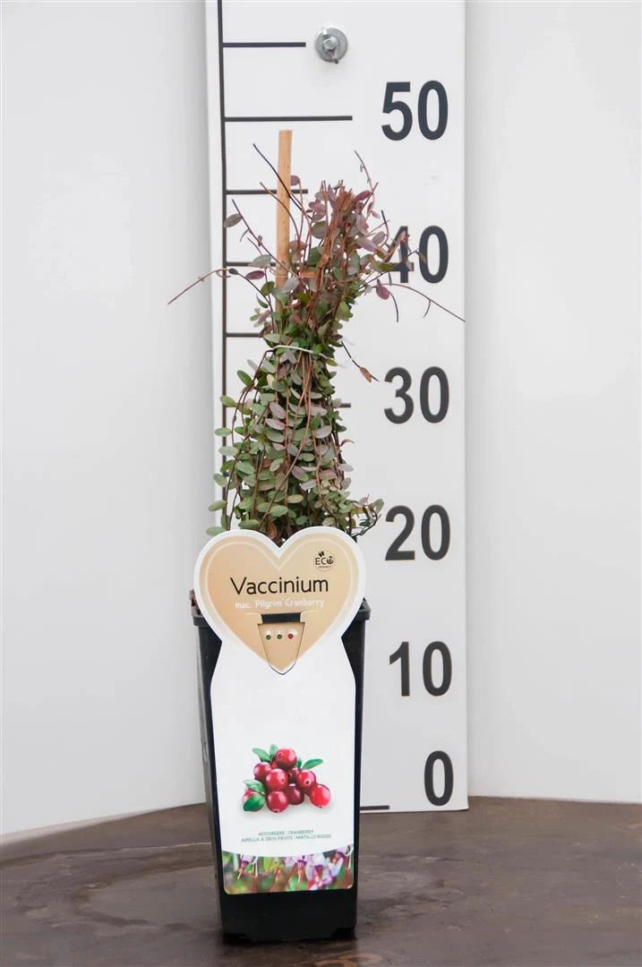 Vaccinium macrocarpon 'Pilgrim' C2 (2 liters kruka)