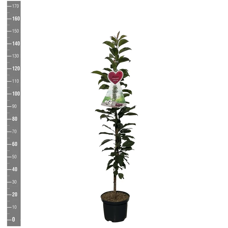 Prunus c. 'Jachim'® C5 (5 liters kruka) Pelarform