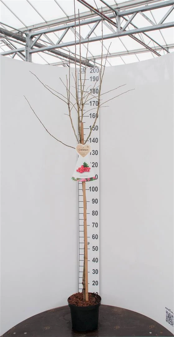 Crataegus media 'Paul's Scarlet' 120 cm stam C7,5 (7,5 liters kruka)