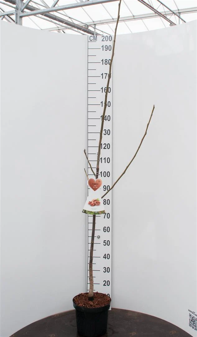 Juglans regia 'Buccaneer' C7,5 (7,5 liters kruka) Buske