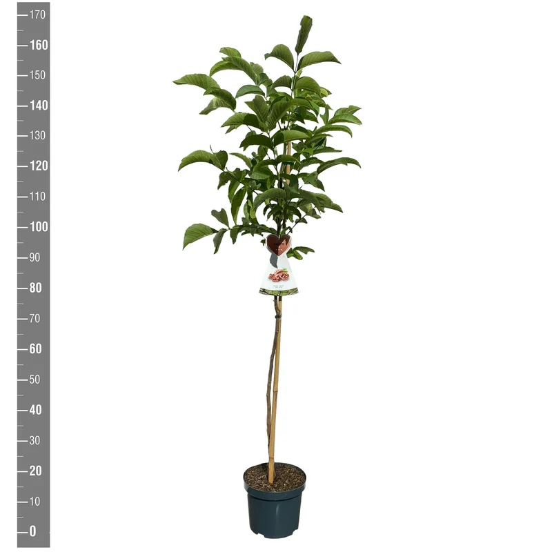 Juglans regia C7,5 (7,5 liters kruka) / 26 cm kruka, buskform