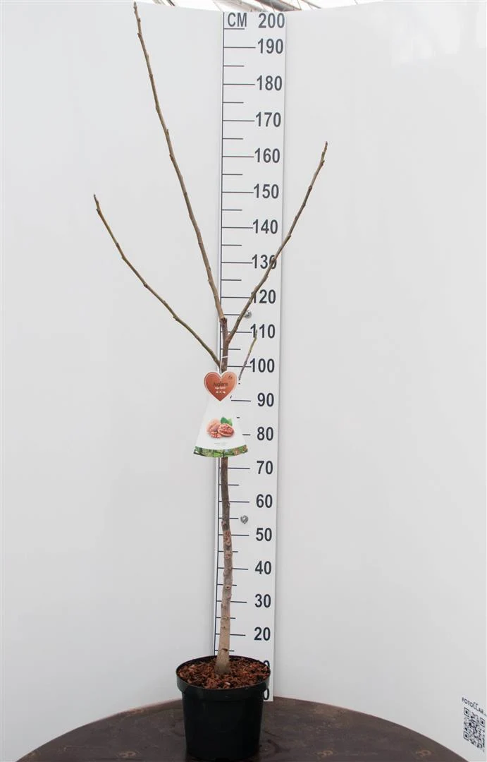 Juglans regia C7,5/P26 (7,5 liters kruka, buskform)