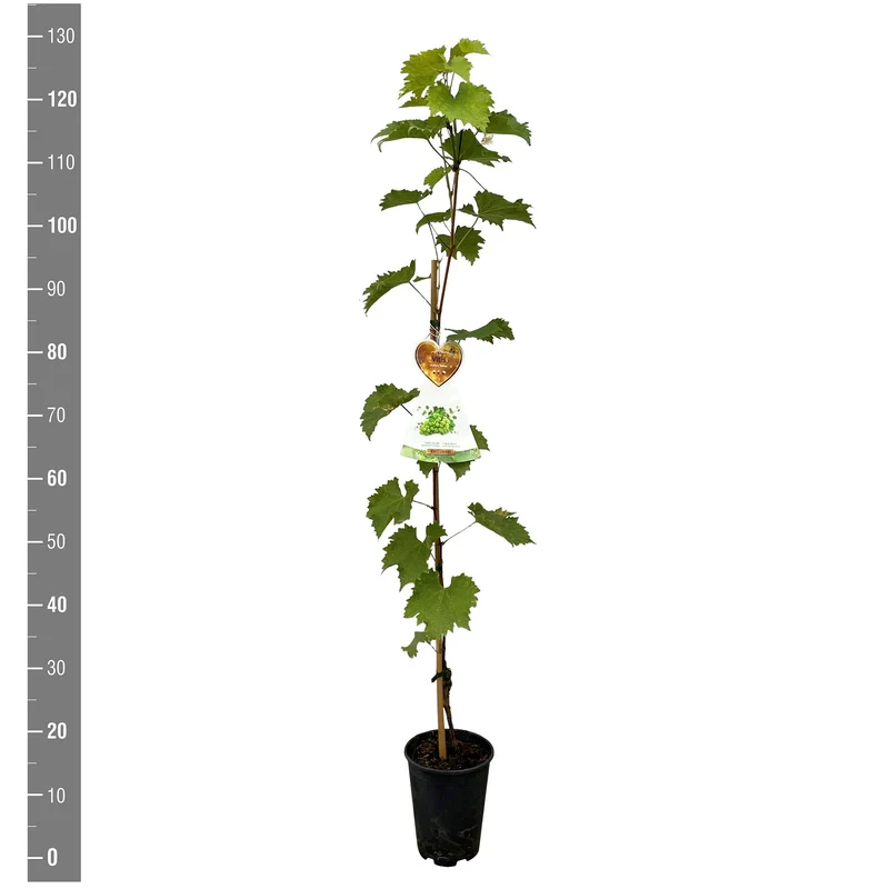 Vitis 'Sulima' C4 (4 liters kruka) 120 cm käpp