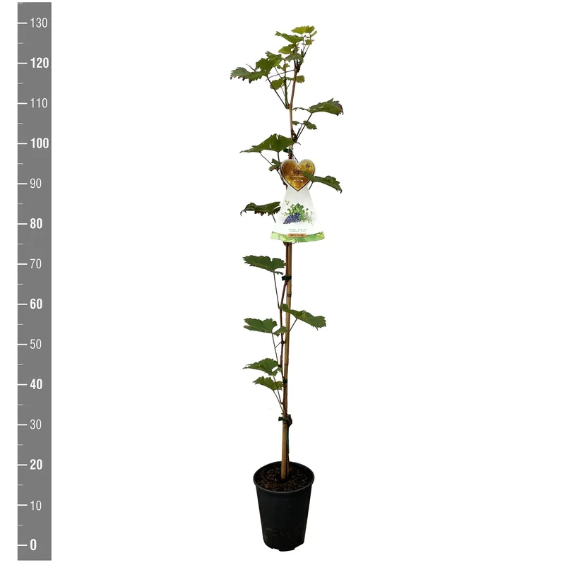 Vitis vinifera 'Nero' C4 (4 liters kruka) 120 cm käpp