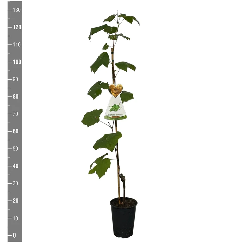 Vitis 'Himrod' C4 (4 liters kruka) 120 cm på käpp