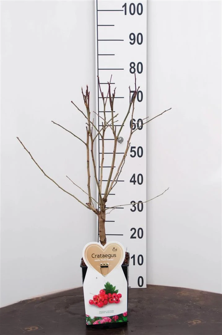 Crataegus media 'Paul's Scarlet' C5 (5 liters kruka) Buske