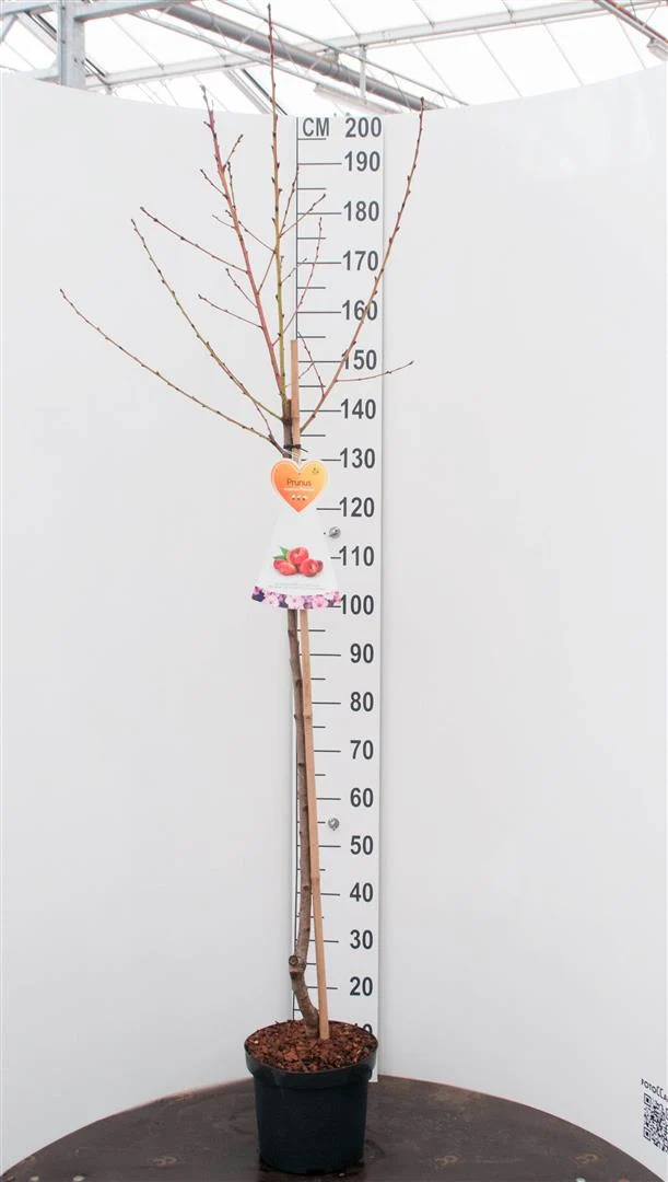Prunus n. 'Flateryna' 120 cm stam, C7,5 (7,5 liters kruka)